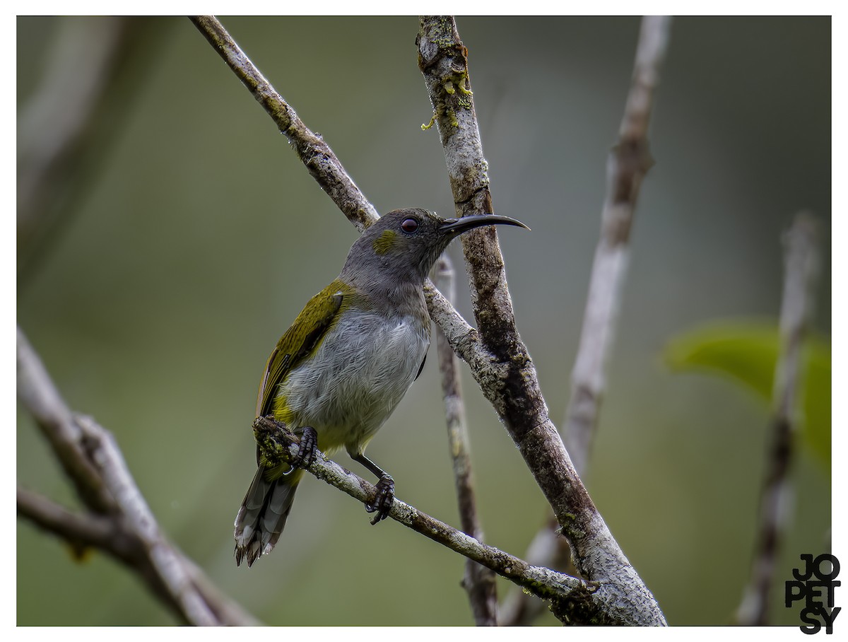Gray-hooded Sunbird - ML644334991