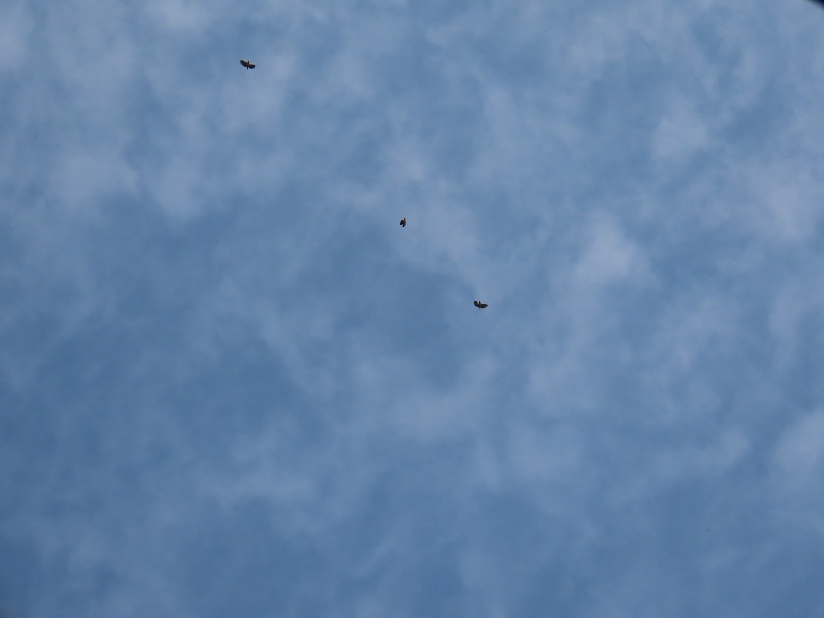 バライロムクドリ - ML644335003