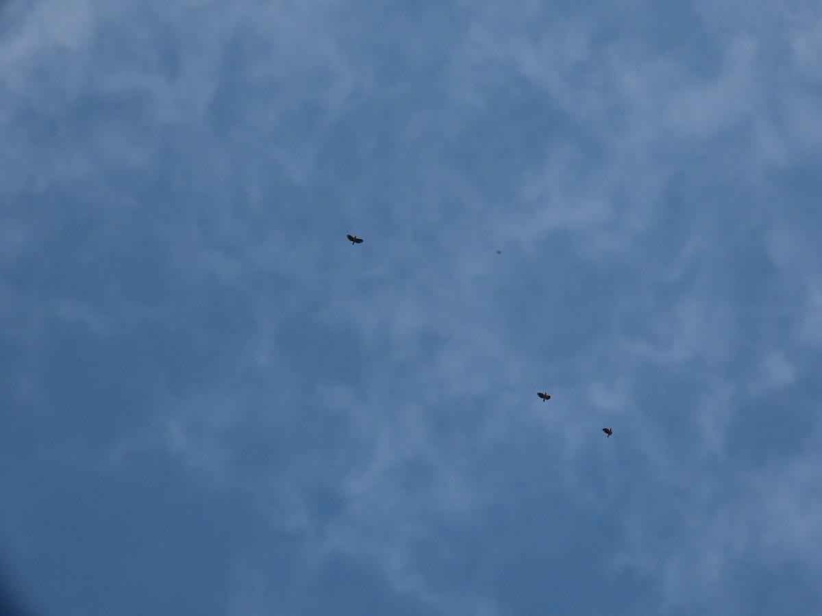 バライロムクドリ - ML644335004