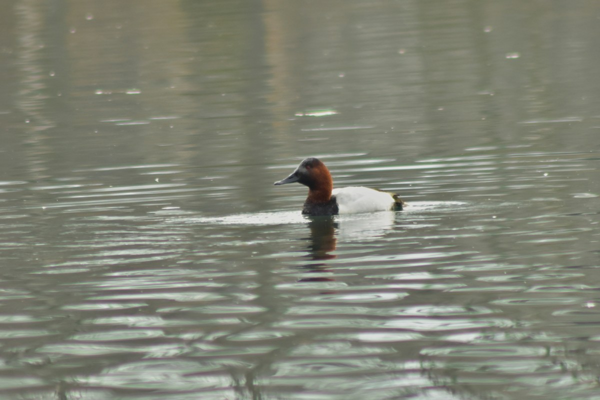 Canvasback - ML644335007