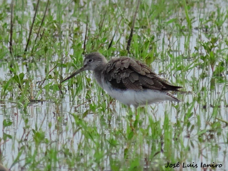 Greater Yellowlegs - ML644335009