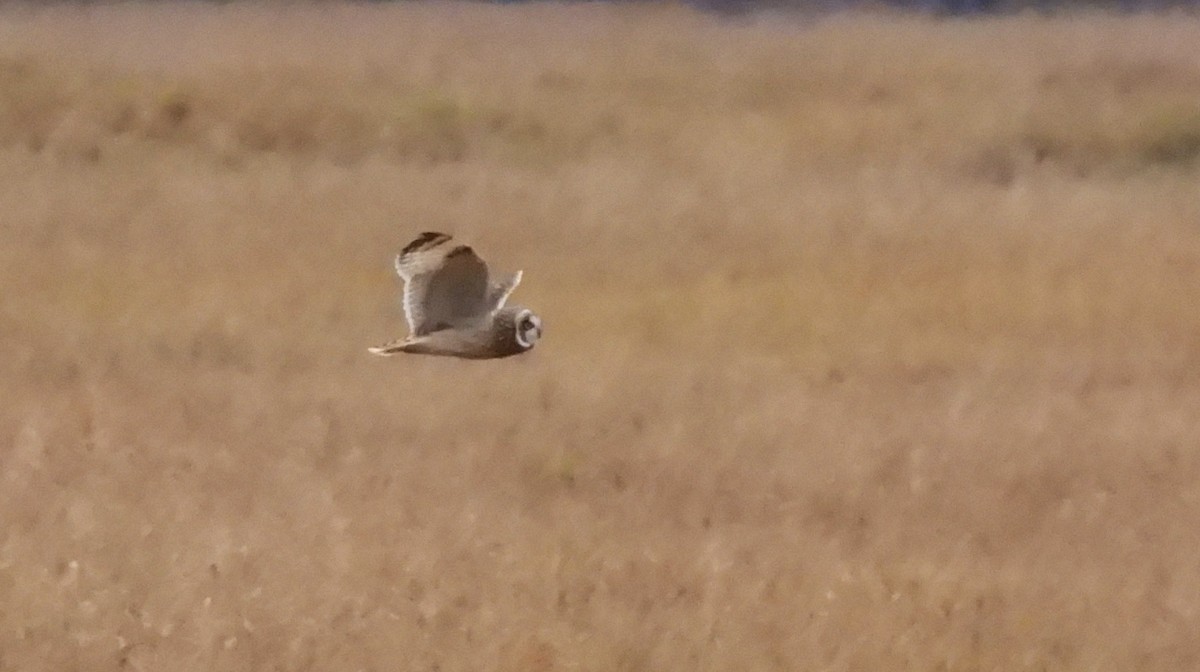 Zingira-hontza - ML644335012