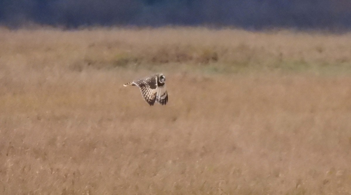 Zingira-hontza - ML644335013