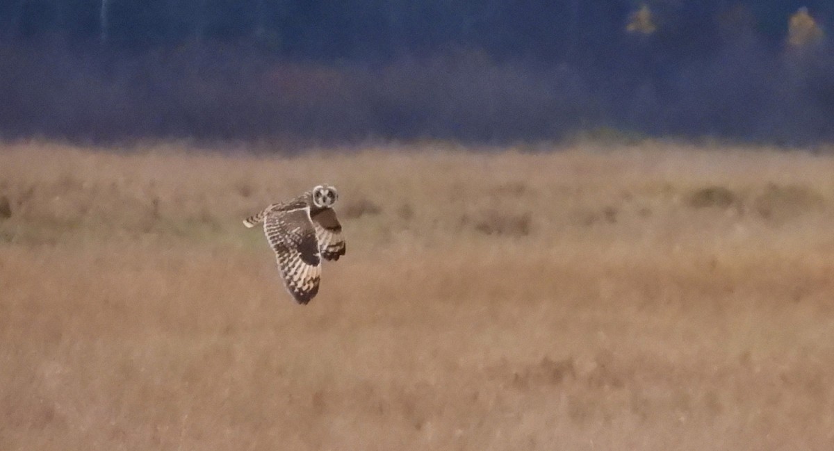 Zingira-hontza - ML644335014