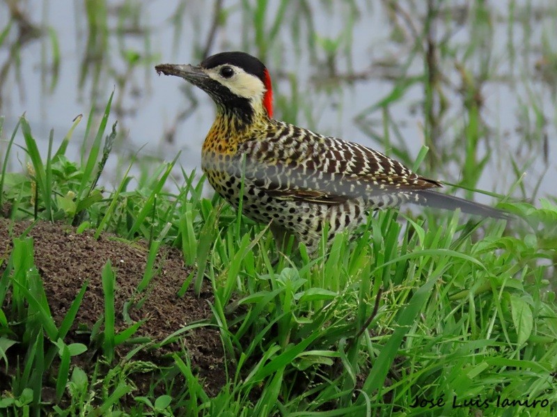 Green-barred Woodpecker - ML644335016