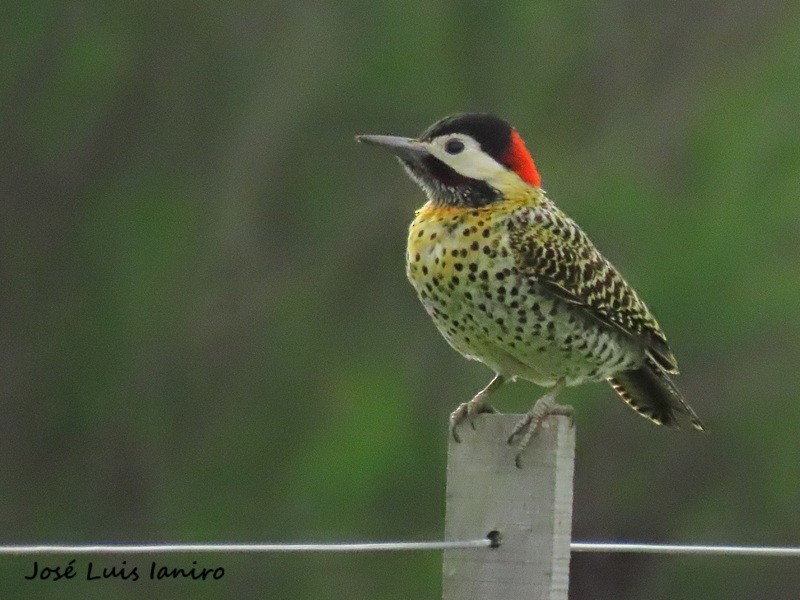Green-barred Woodpecker - ML644335017