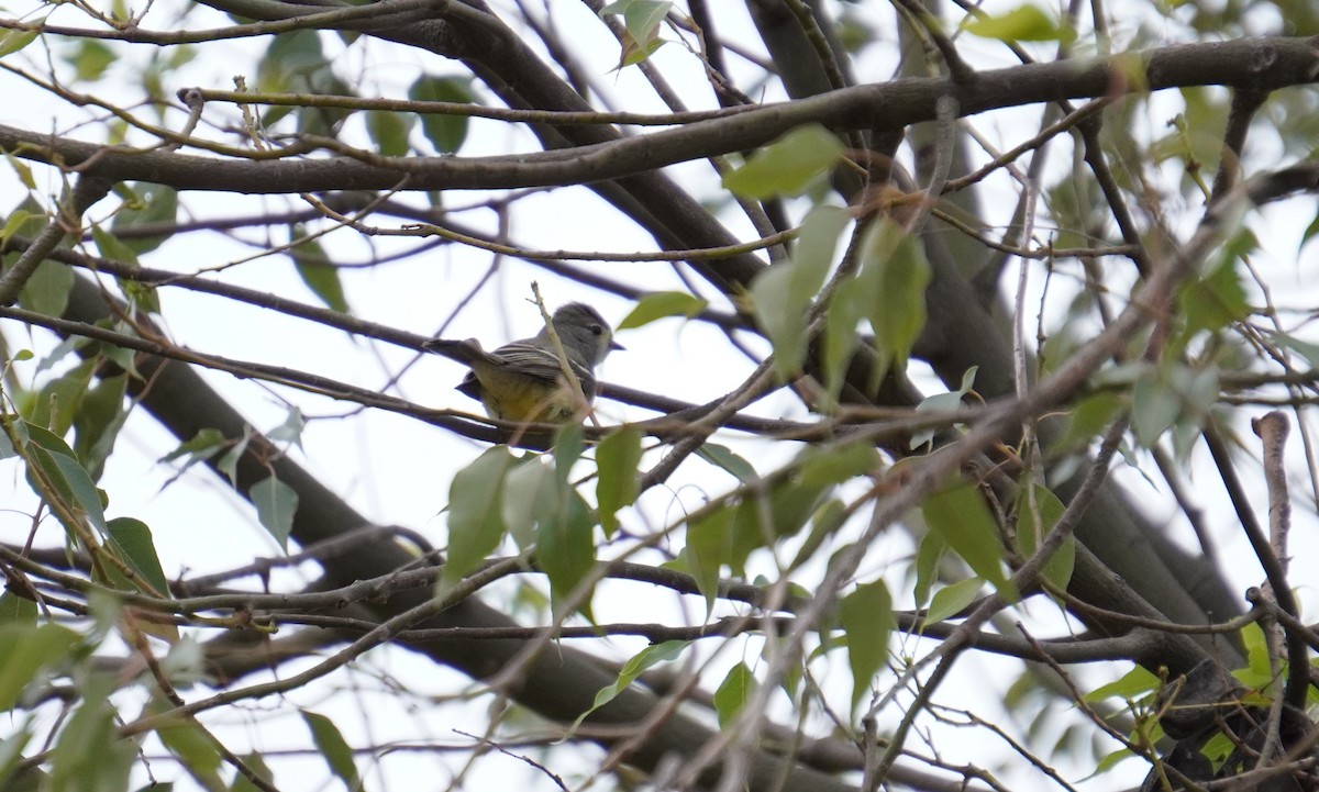 Southern Scrub-Flycatcher - ML644335018