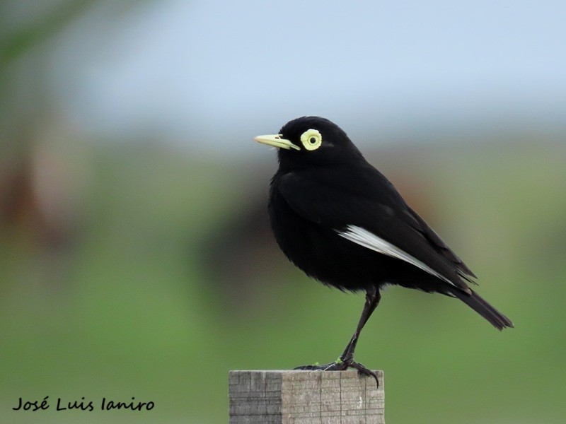 Spectacled Tyrant - ML644335024