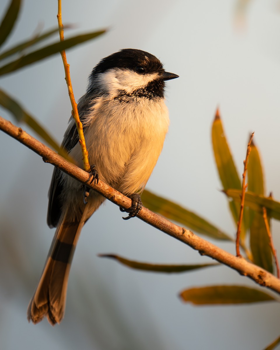 Black-capped Chickadee - ML644335029