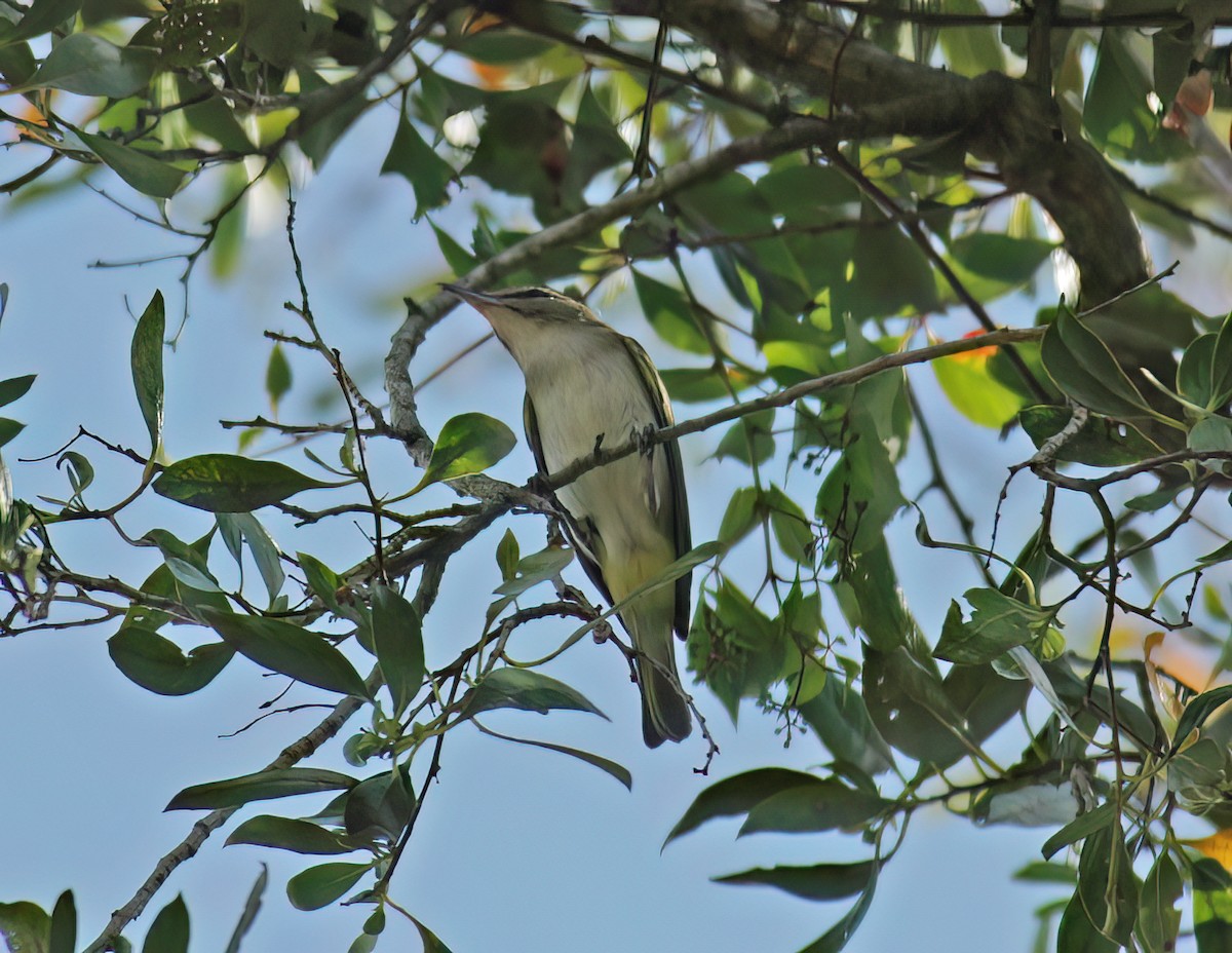 Black-whiskered Vireo - ML644335047