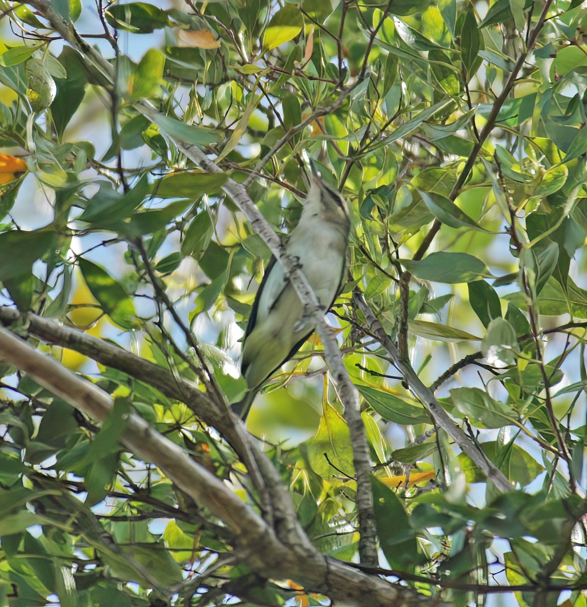 Black-whiskered Vireo - ML644335048