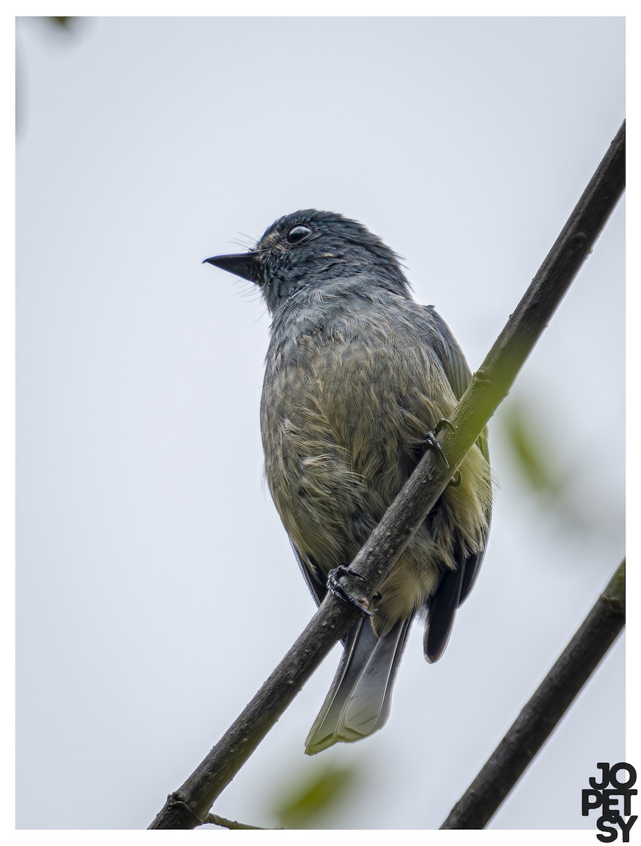 Turquoise Flycatcher - ML644335051