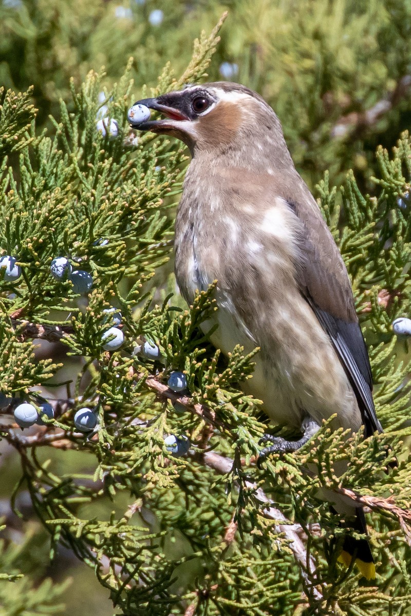 Cedar Waxwing - ML644335071