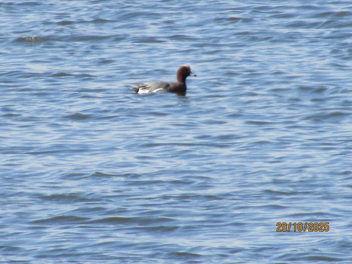 Eurasian Wigeon - ML644335090