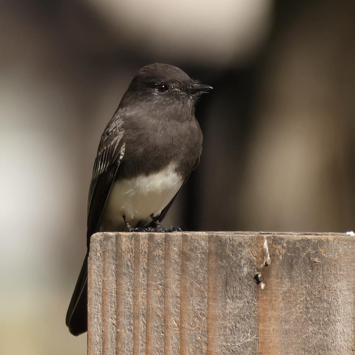 Black Phoebe - ML644335111
