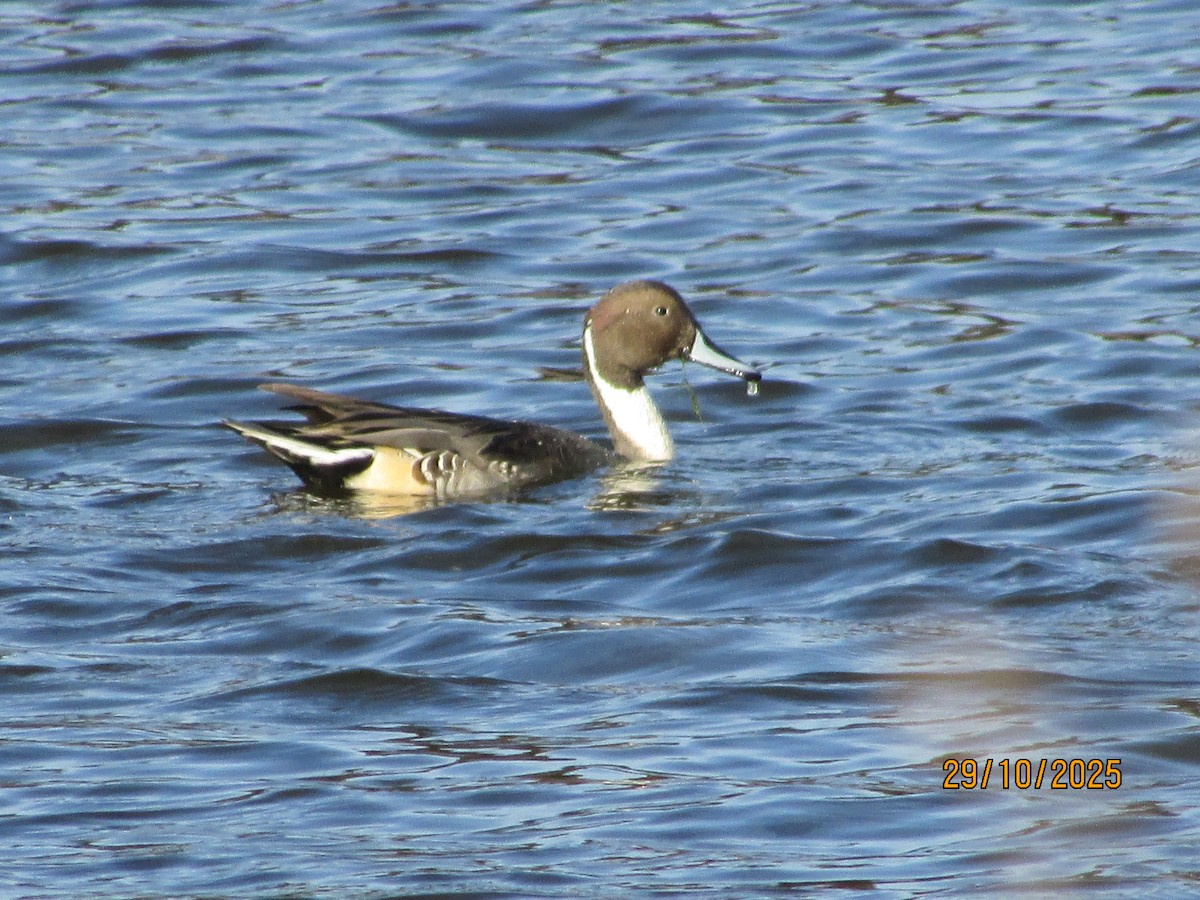 Northern Pintail - ML644335112