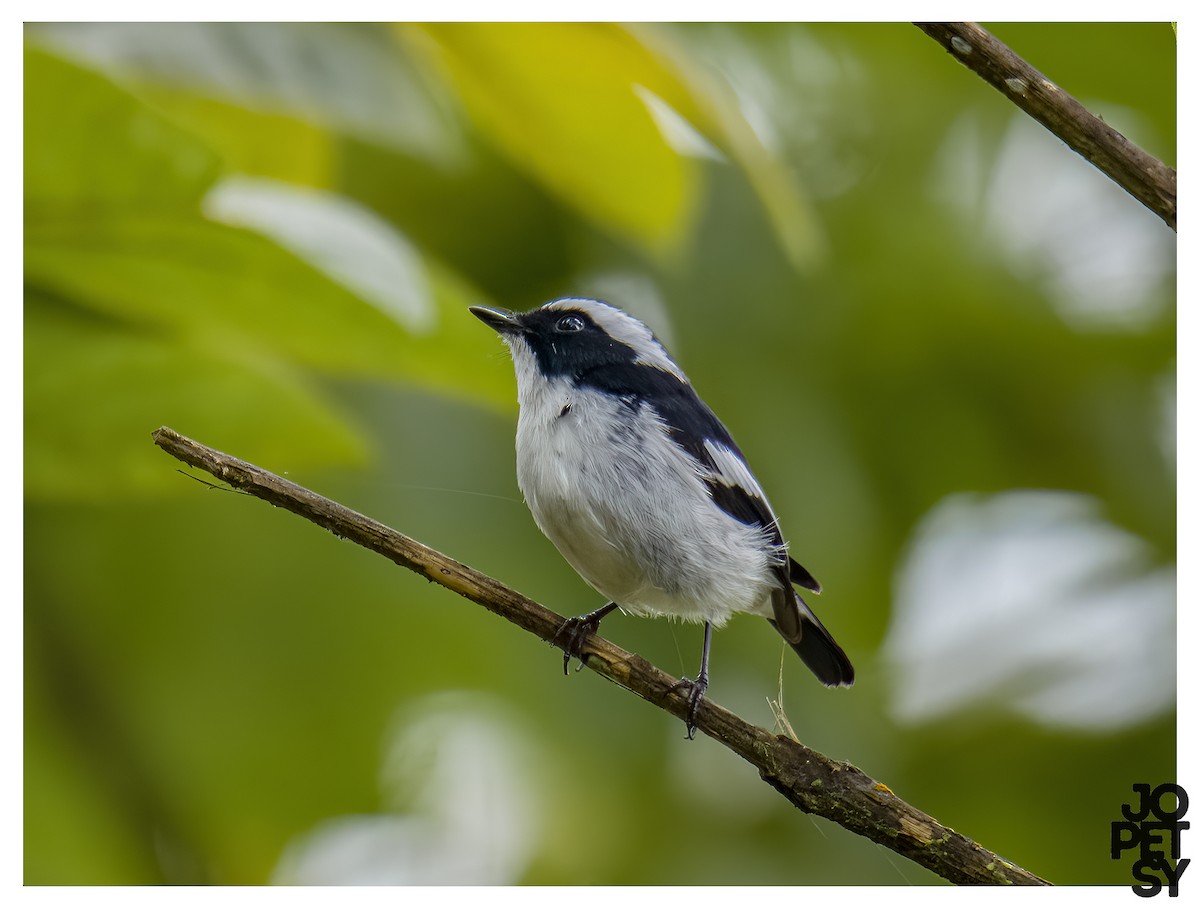 Little Pied Flycatcher - ML644335121