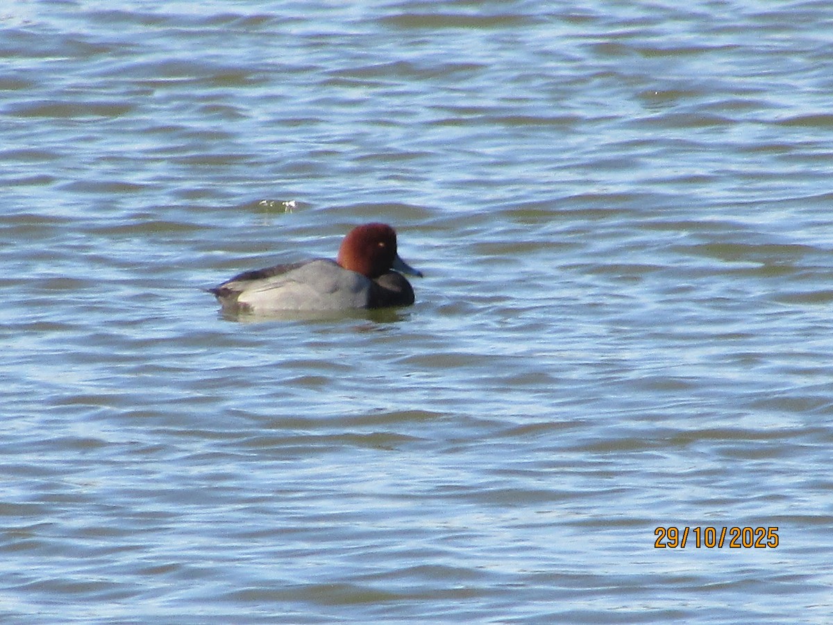 Redhead - ML644335123