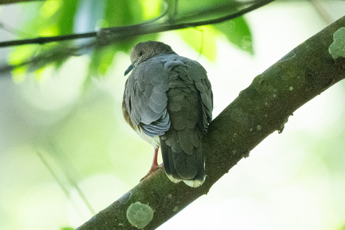 White-tipped Dove - ML644335128