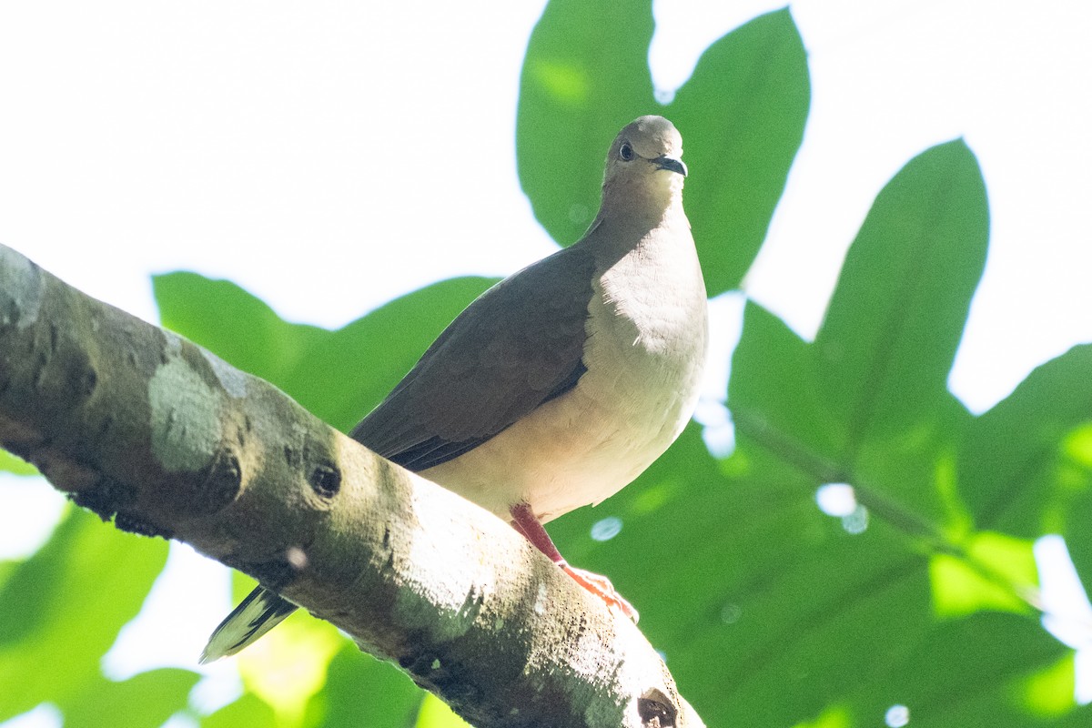 White-tipped Dove - ML644335129