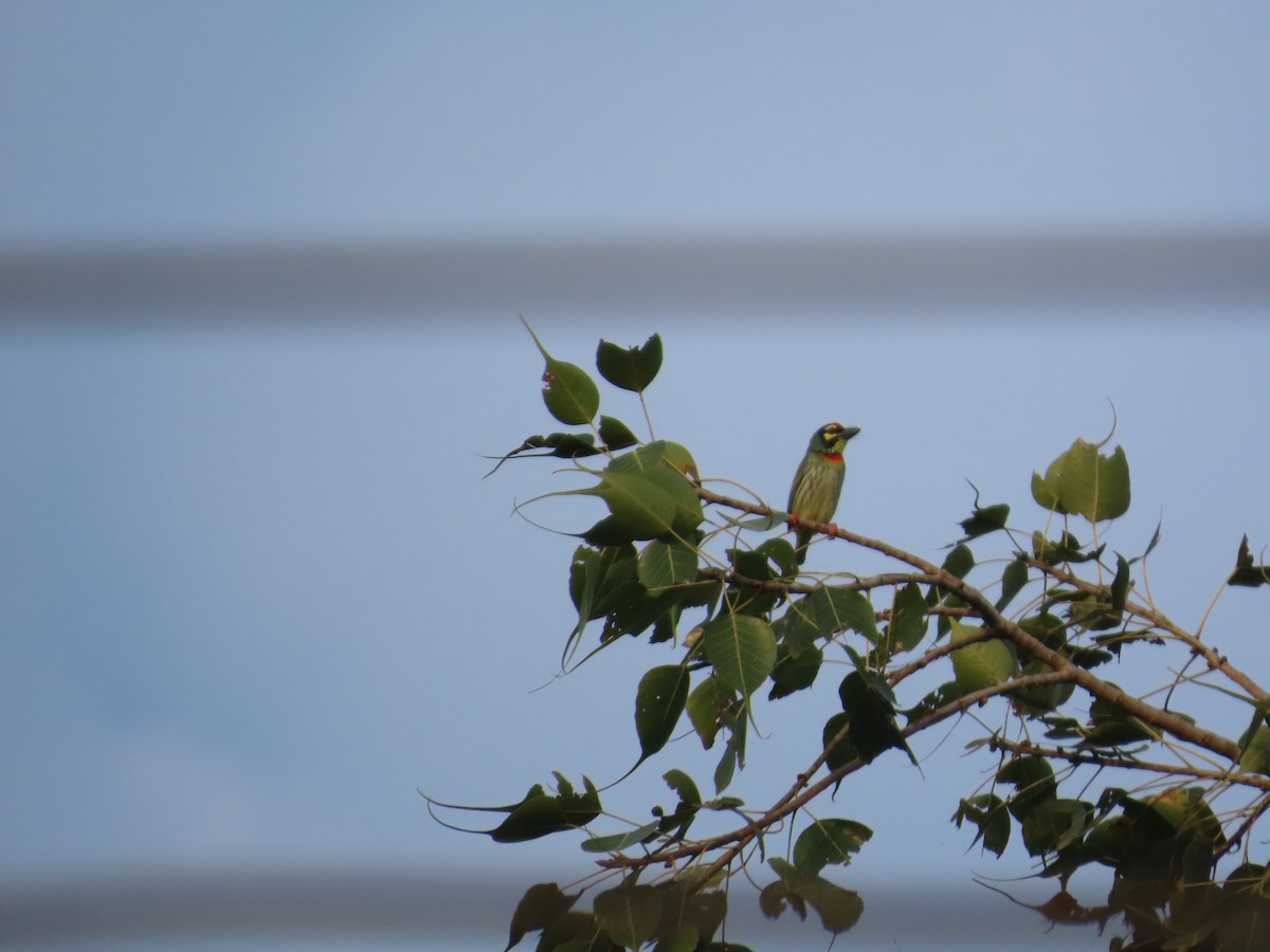 Al Göğüslü Barbet - ML644335131