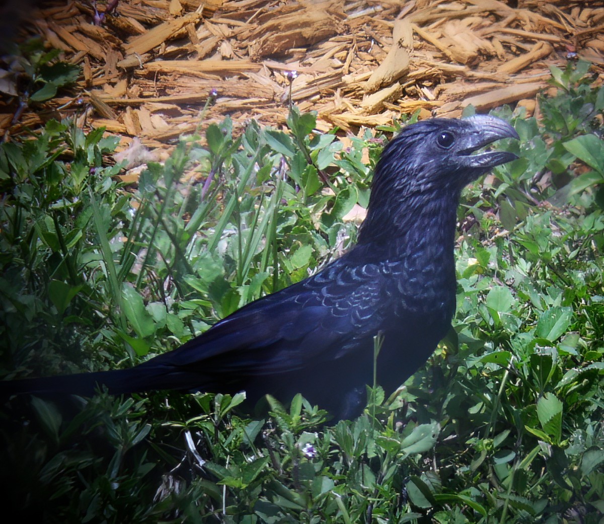 Groove-billed Ani - ML644335132