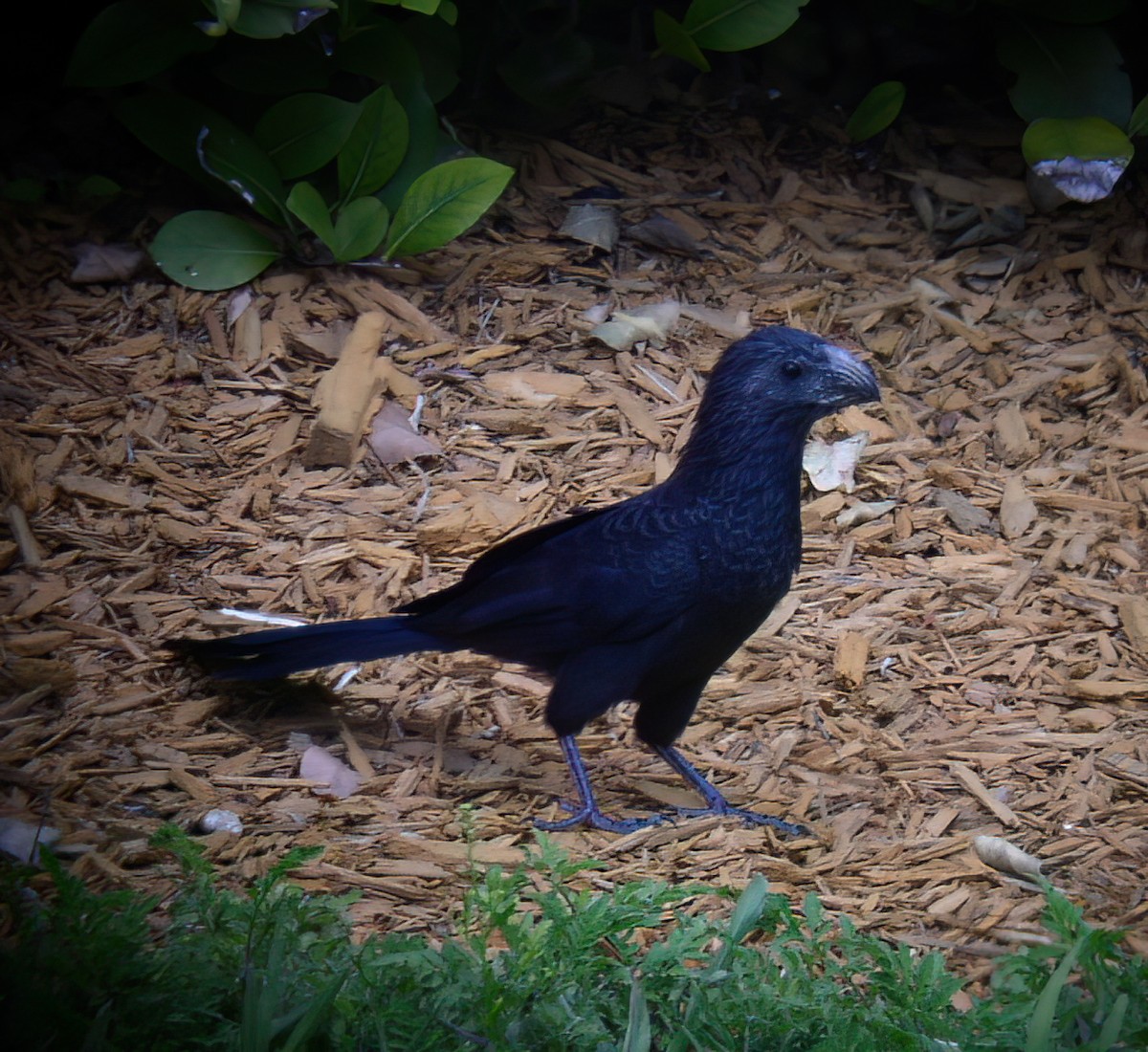 Groove-billed Ani - ML644335133
