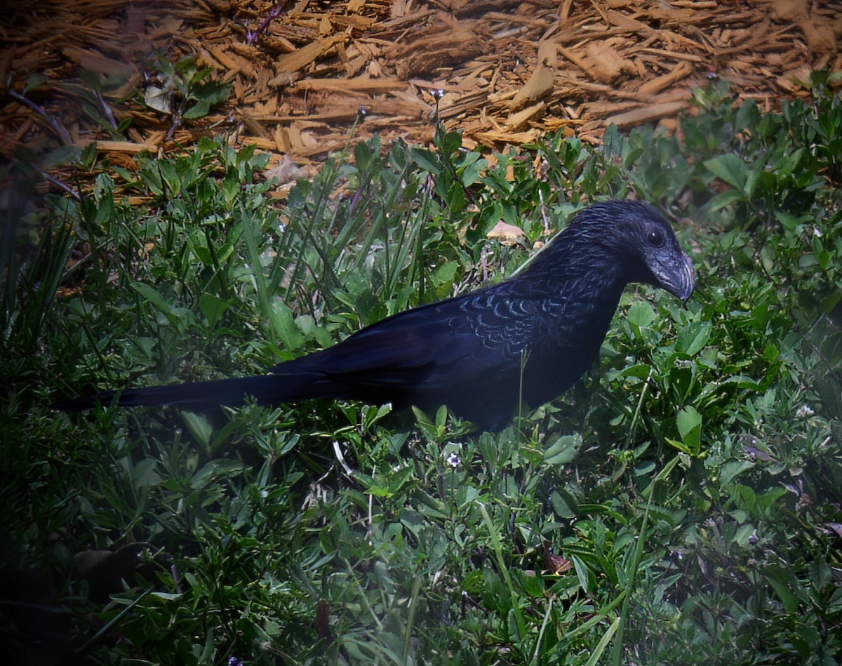 Groove-billed Ani - ML644335134