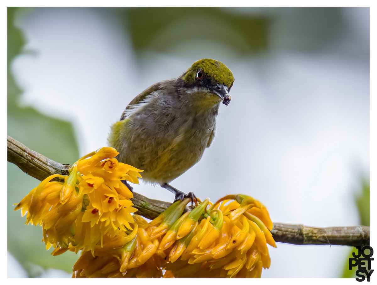 Olive-capped Flowerpecker - ML644335136
