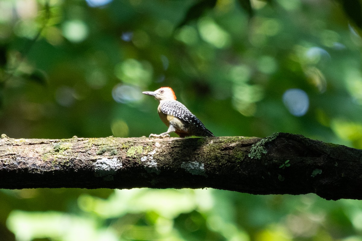 datel kápový - ML644335141