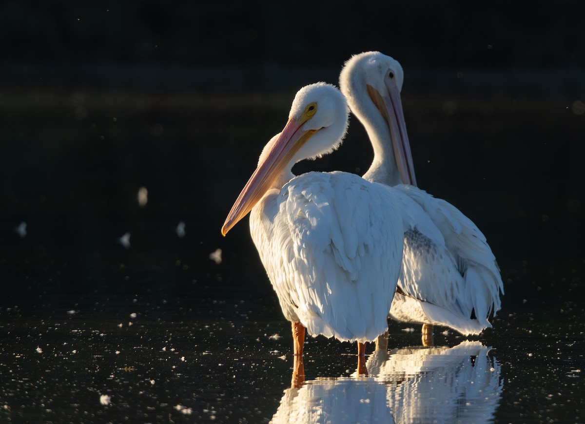 Nashornpelikan - ML644335145