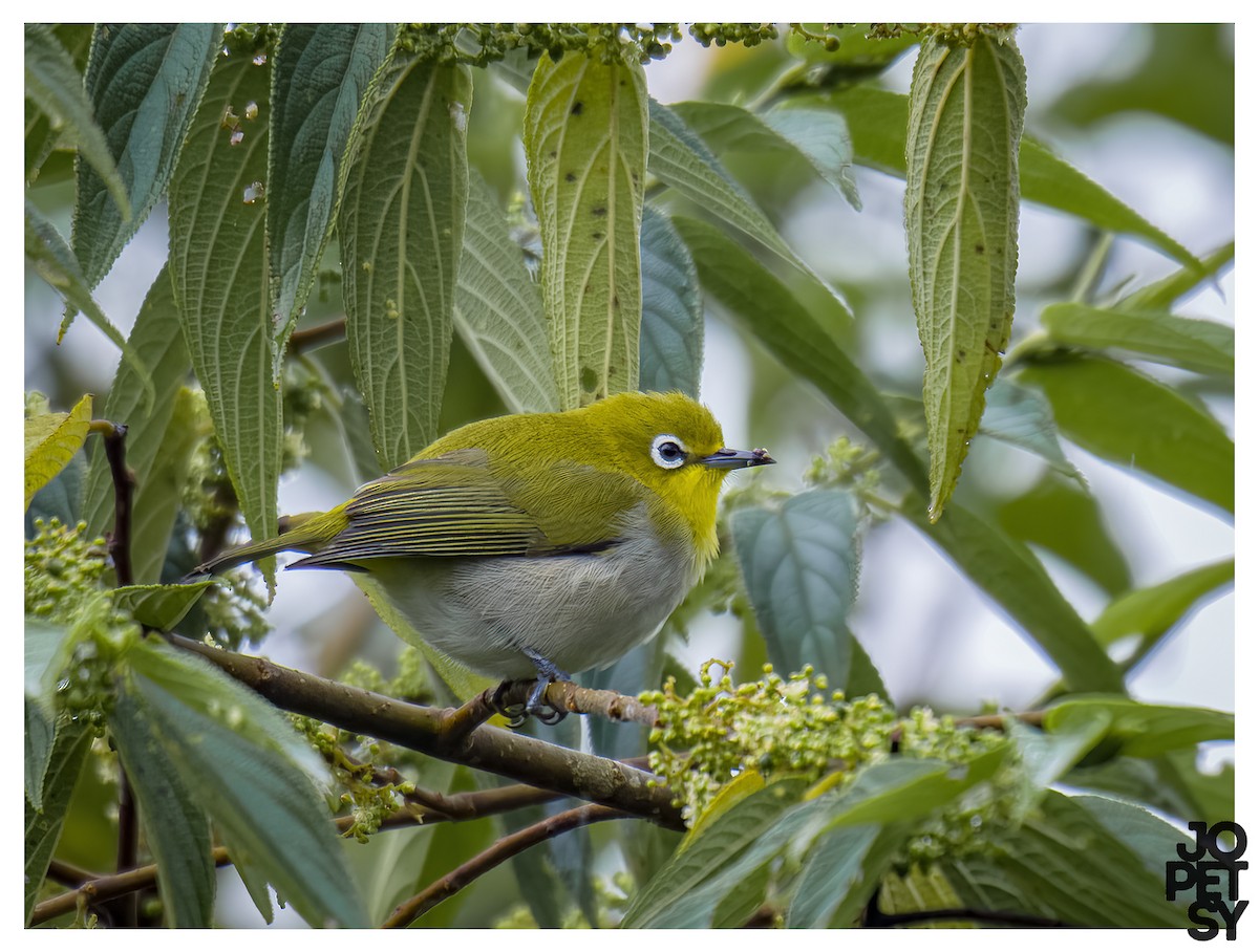 Warbling White-eye - ML644335146