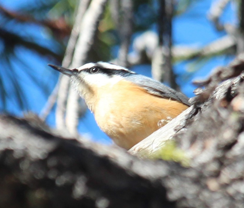 Red-breasted Nuthatch - ML644335170