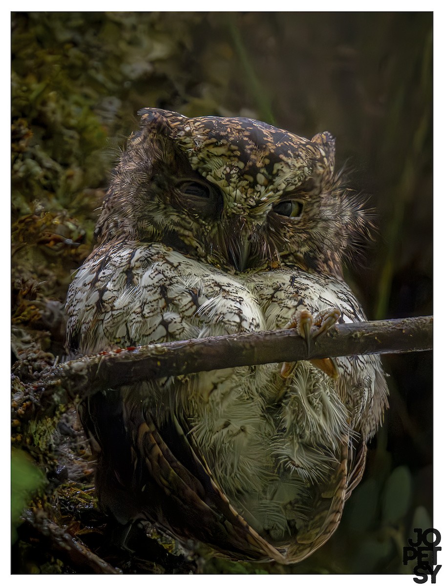 Mindanao Scops-Owl - ML644335171