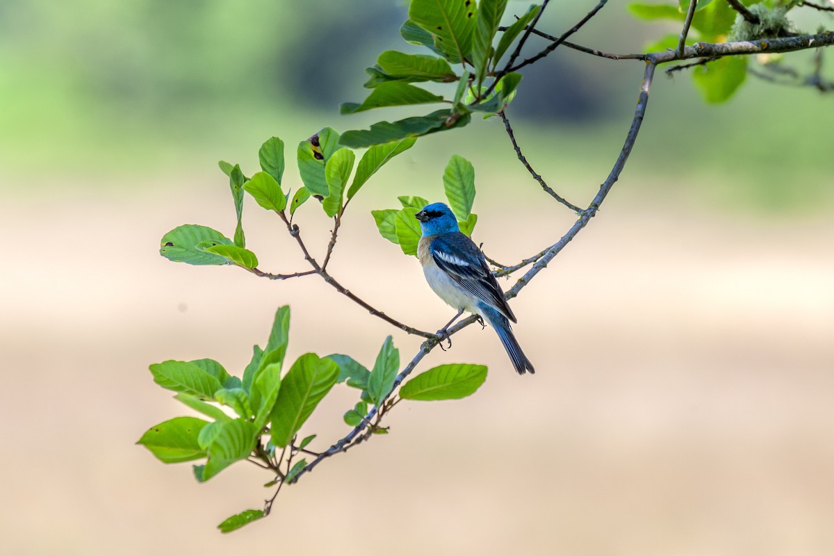 Lazuli Bunting - ML644335174