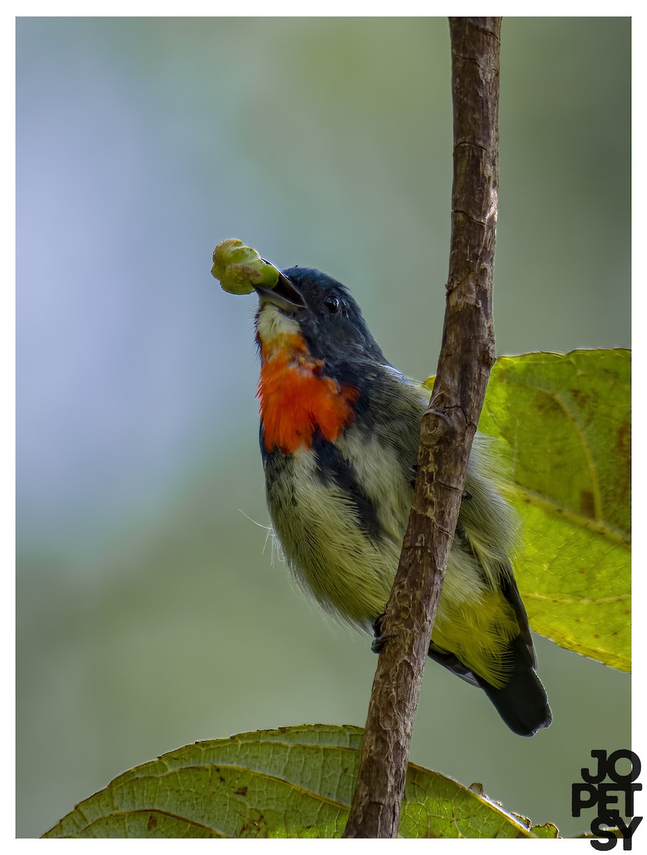 Fire-throated Flowerpecker - ML644335193