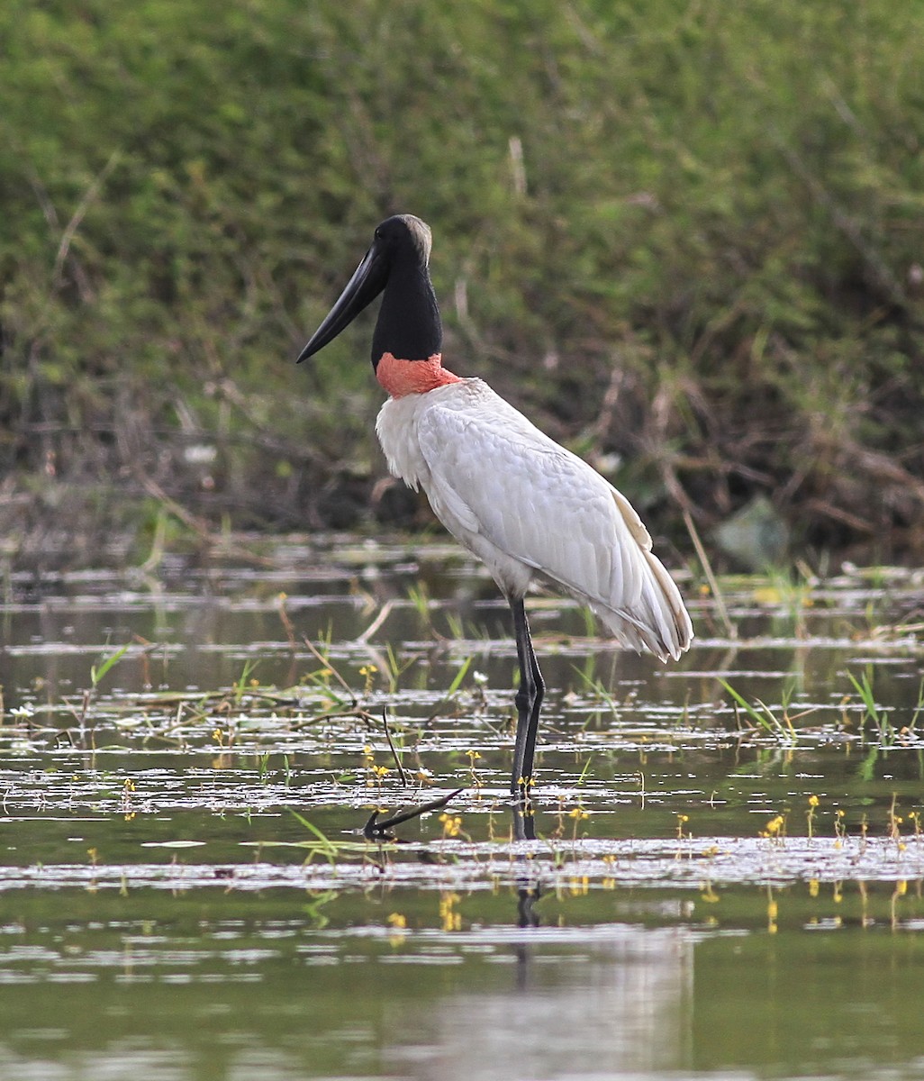 Jabiru - ML644335199