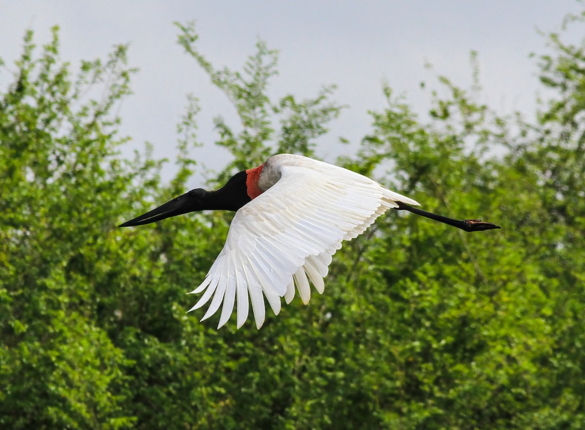Jabiru - ML644335200