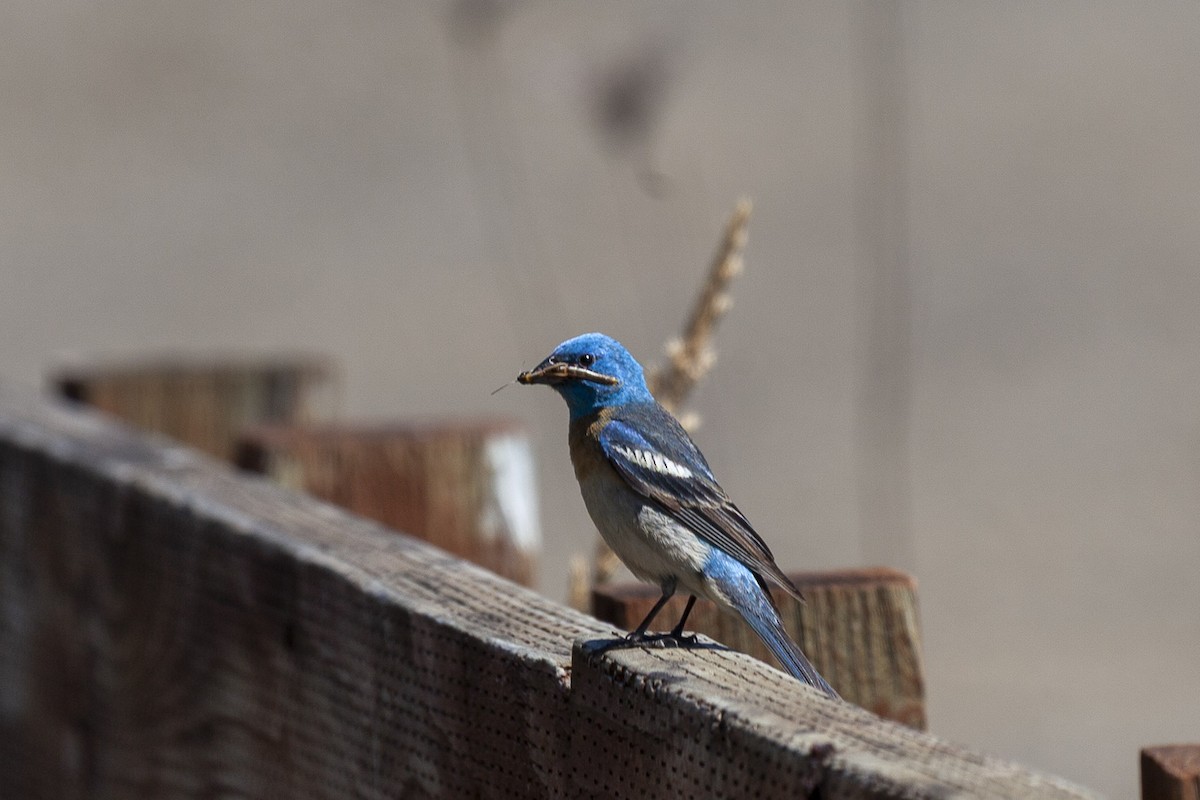 Lazuli Bunting - ML644335216