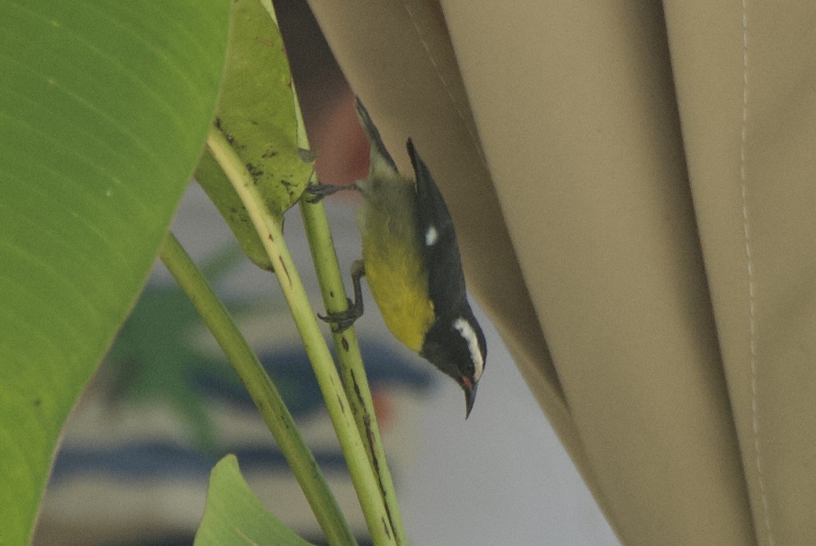 Sucrier à ventre jaune - ML644335220