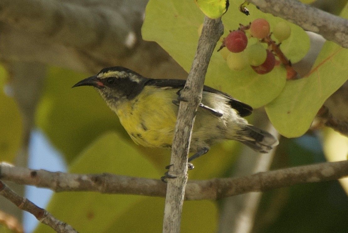 Sucrier à ventre jaune - ML644335221