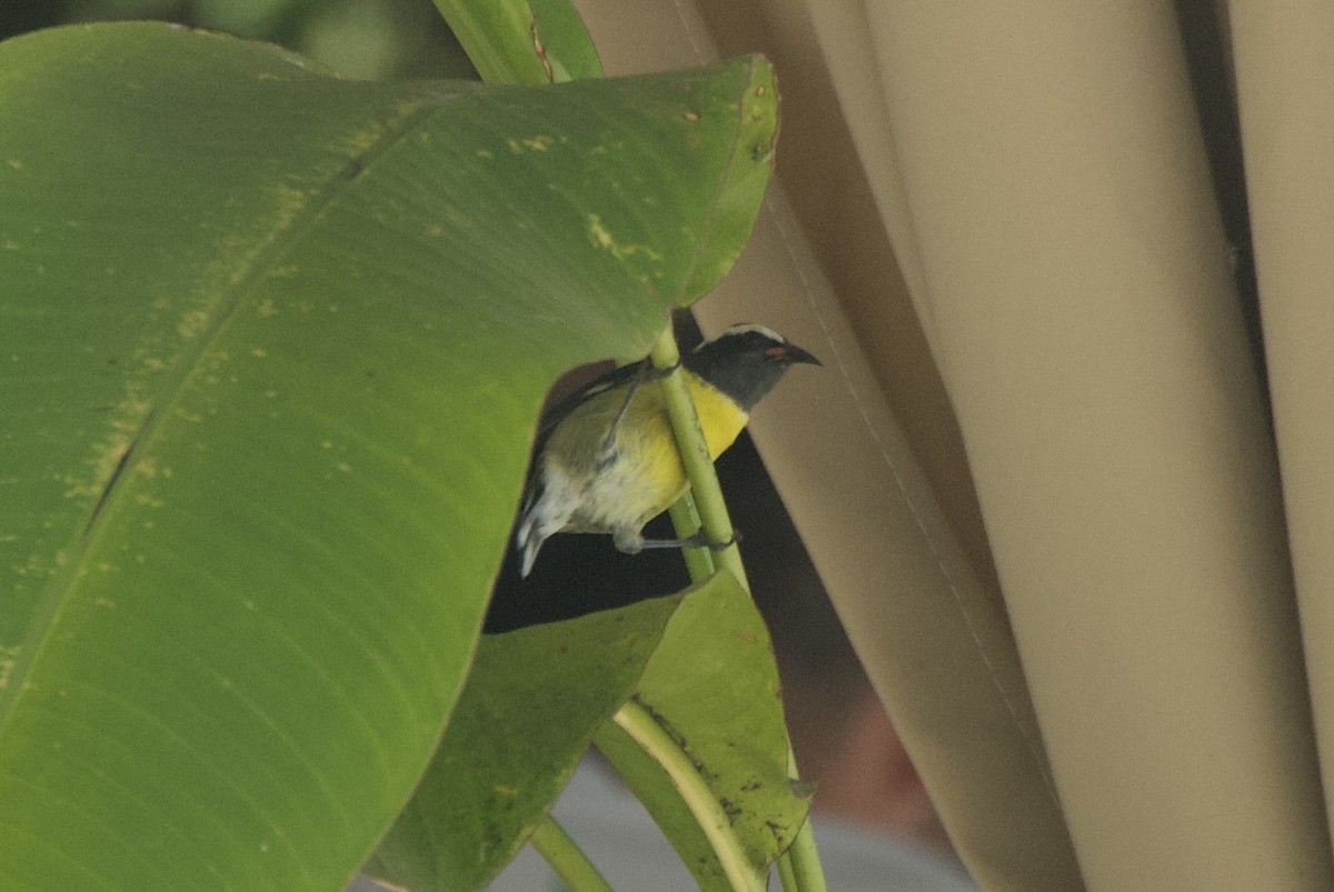 Sucrier à ventre jaune - ML644335222