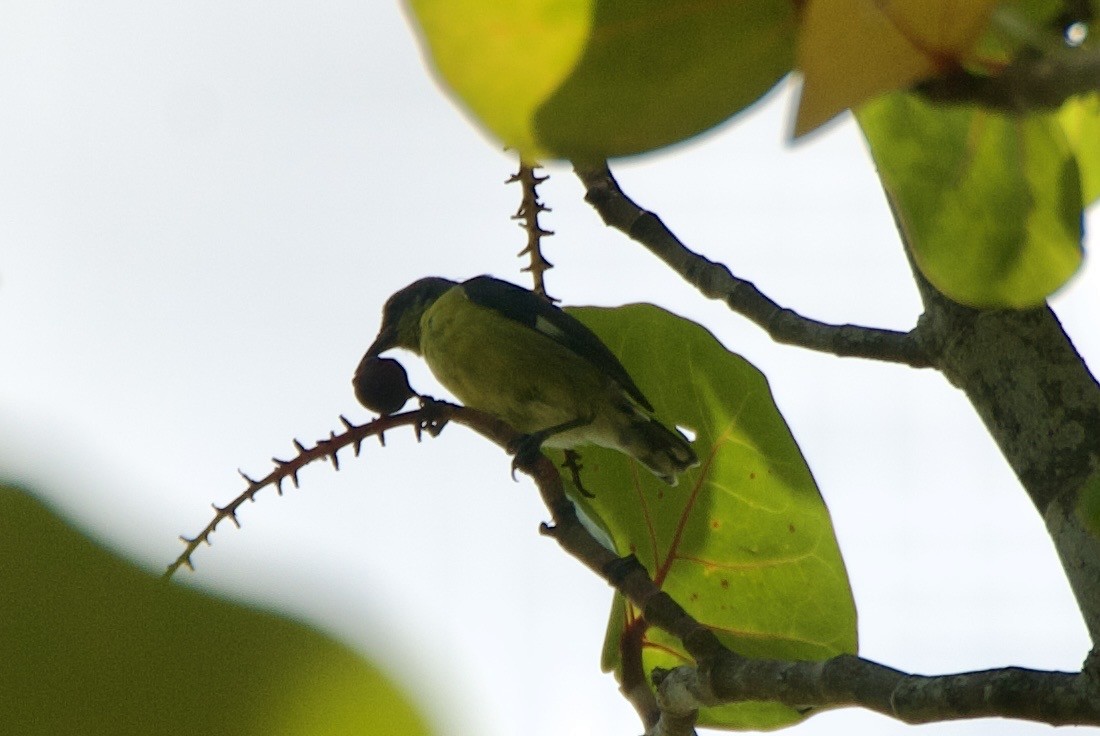 Sucrier à ventre jaune - ML644335223