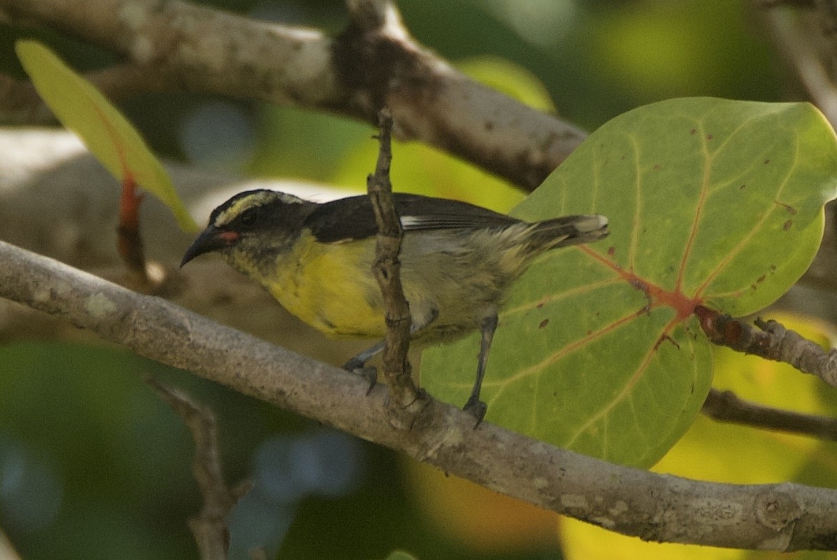 Sucrier à ventre jaune - ML644335224