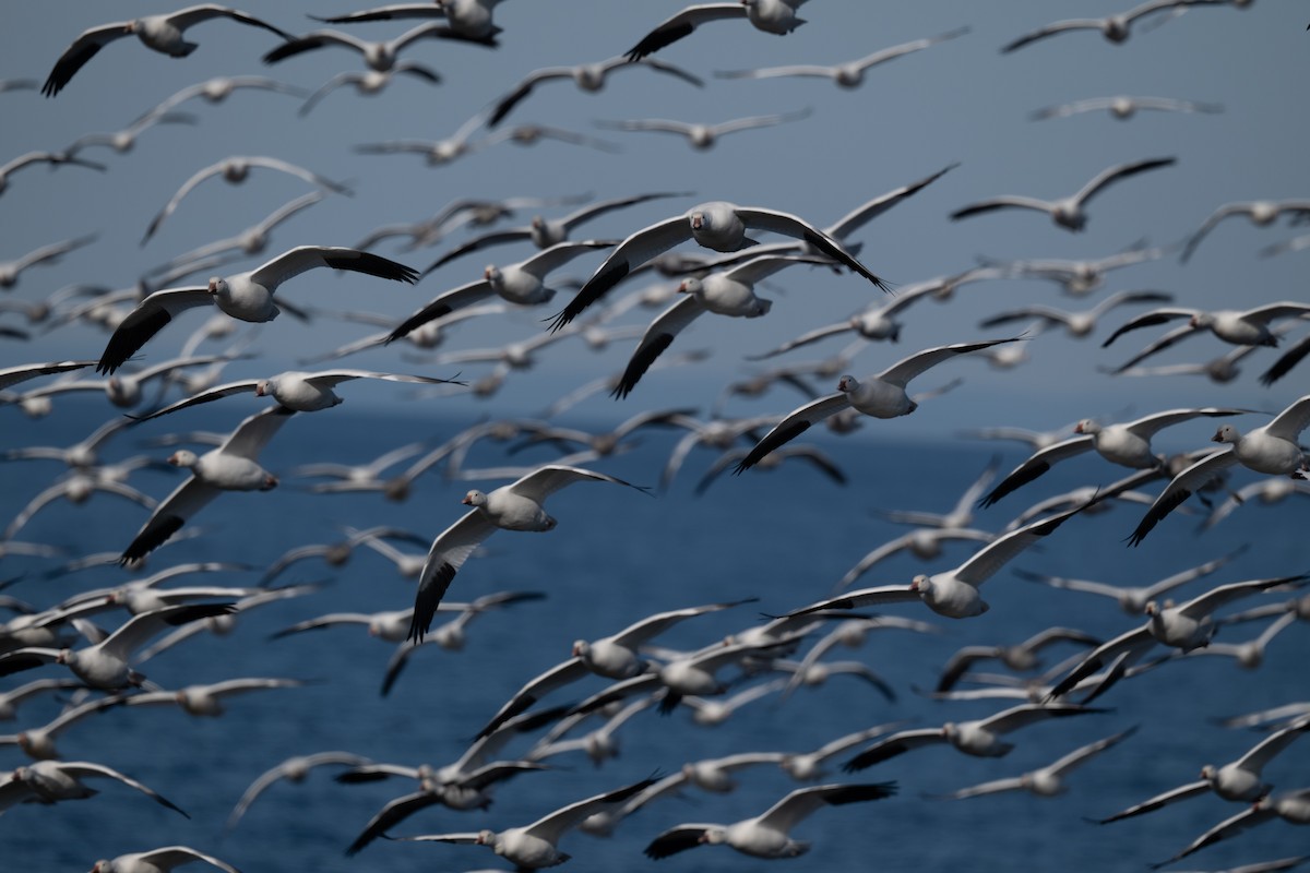 Цасны галуу - ML644335228