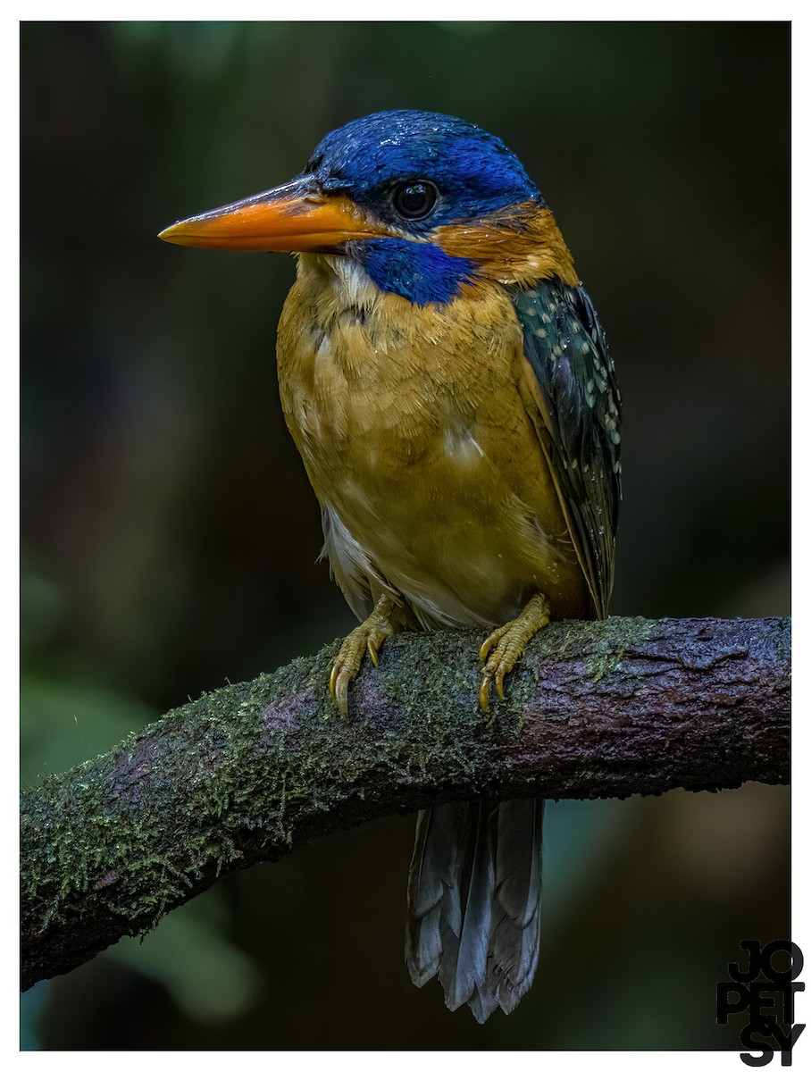 mindanaoisfugl - ML644335231