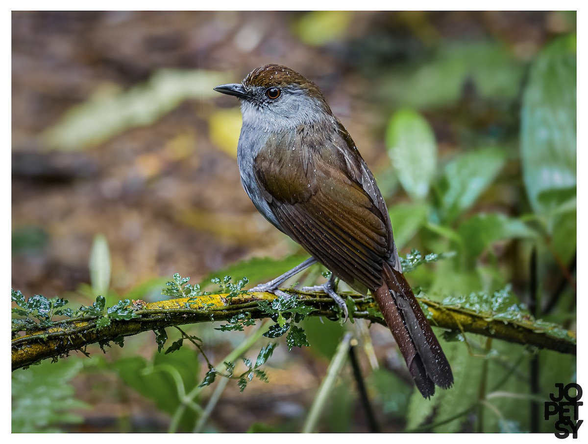 Bagobo Robin - ML644335236