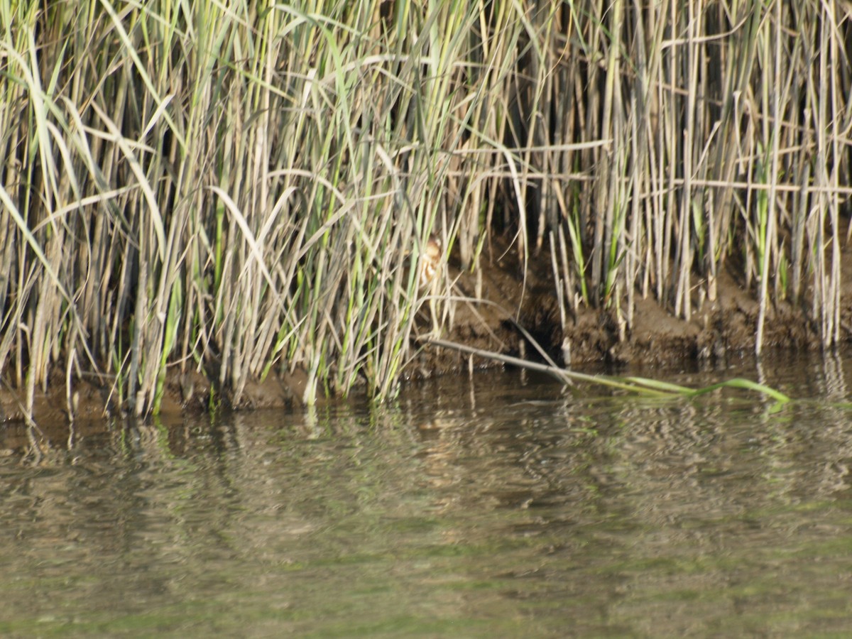 Petit Blongios - ML644335237