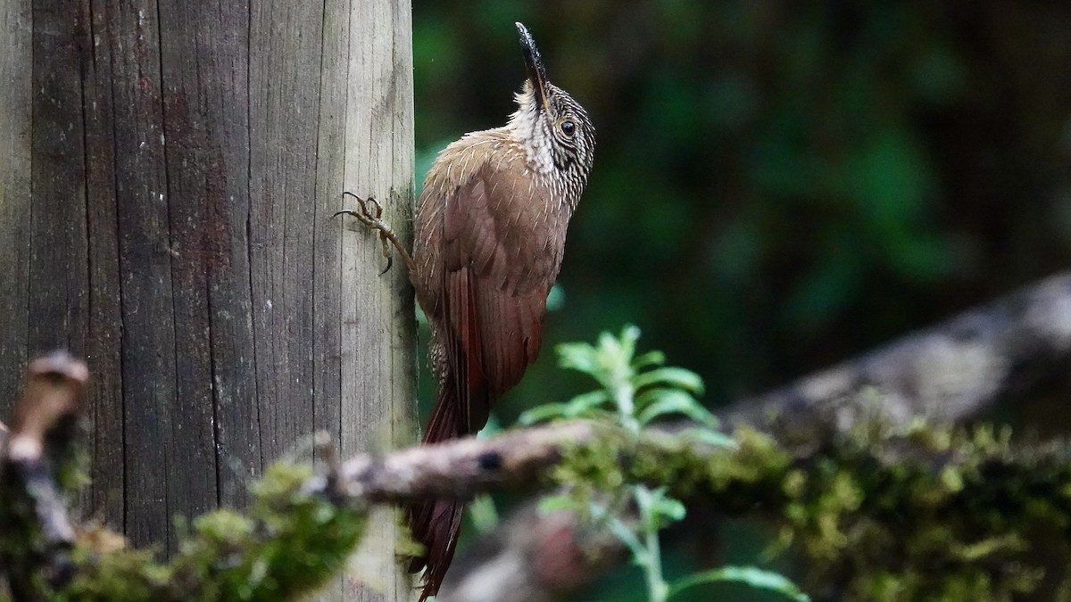 hvitstrupetreløper - ML644335242