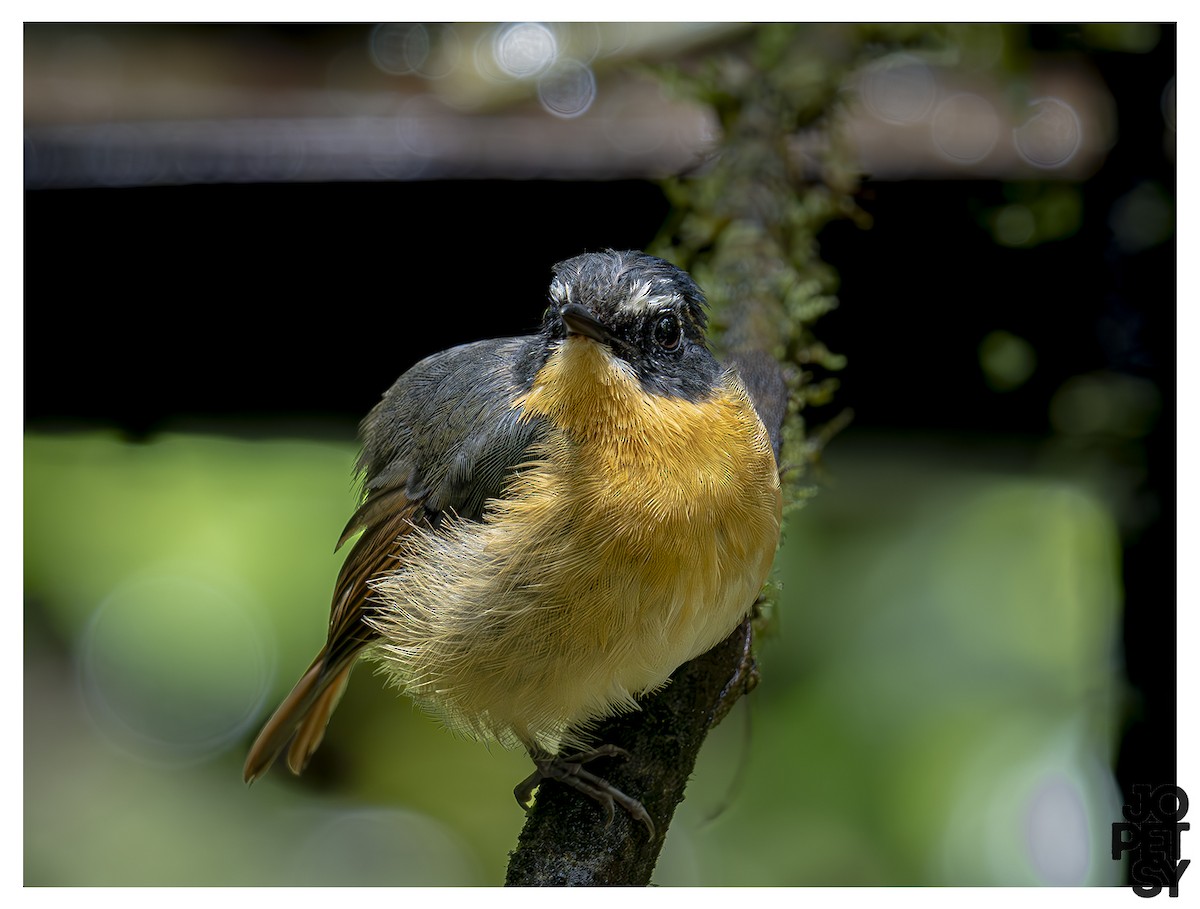 Bundok Flycatcher - ML644335244